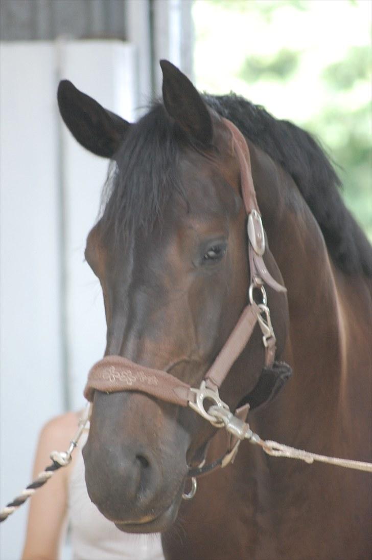 Dansk Varmblod DENISE billede 4