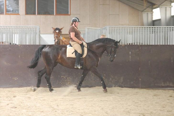Dansk Varmblod DENISE - DENISE REDET 2 MÅNEDER billede 2