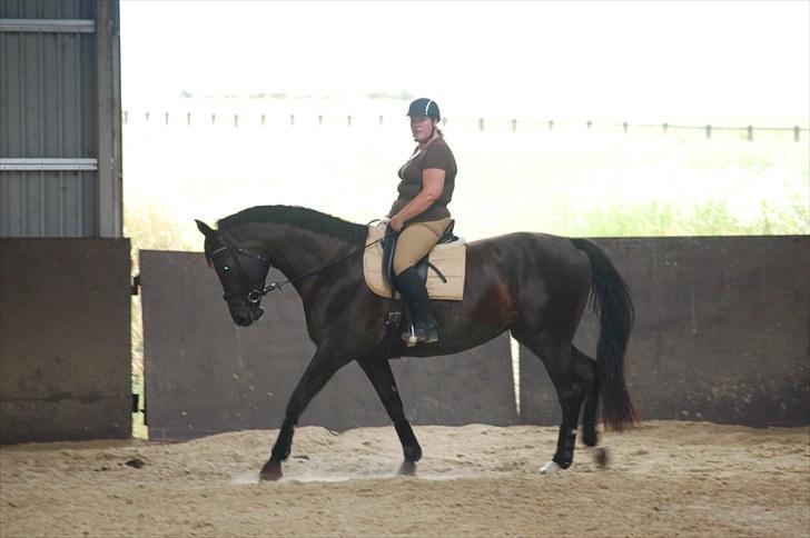 Dansk Varmblod DENISE billede 5