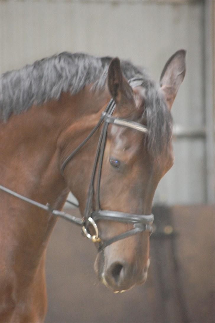 Dansk Varmblod DENISE billede 6