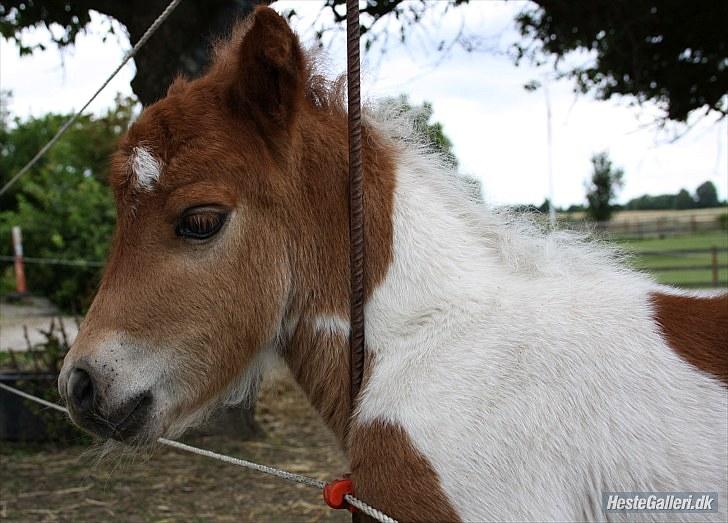 Shetlænder Twilight (Solgt)  - Bare roglig der er ikke strøm i hegnet billede 4