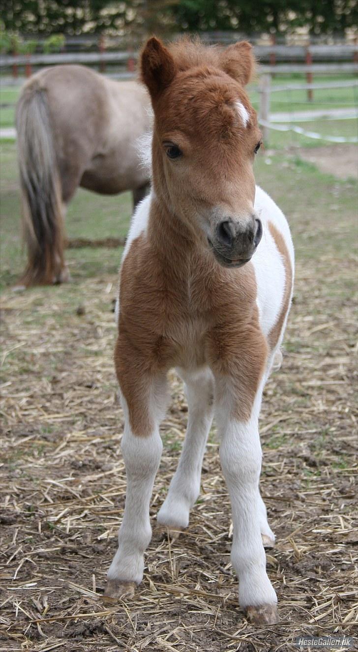 Shetlænder Twilight (Solgt)  - Se mig jeg er bare for nutte billede 10