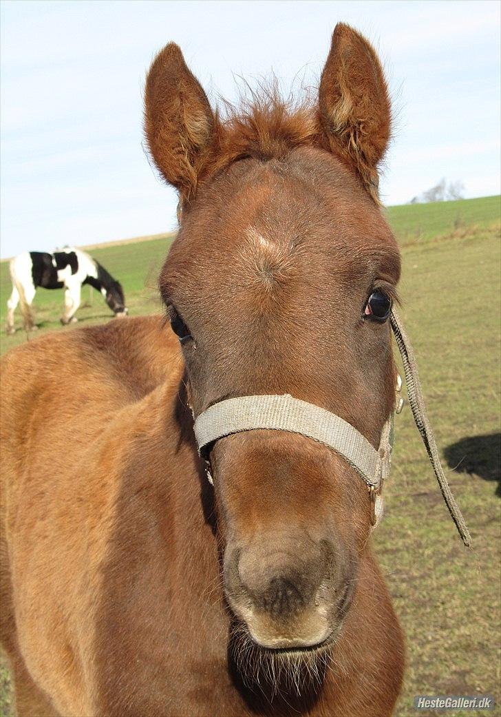 Irish Cob Crossbreed DK Bjørnholt Akahana <3 - # 13. Taget den 22 oktober 2010 billede 13