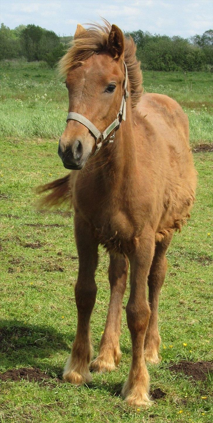 Irish Cob Crossbreed DK Bjørnholt Akahana <3 - # 15. Store smukke tøs. 20 maj 2011 billede 15