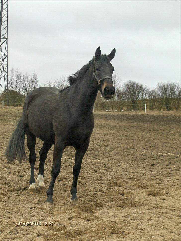 Dansk Varmblod DENISE - DEN DAG JEG SÅ DENISE FØRSTE GANG billede 1