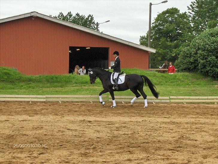 Dansk Varmblod DENISE - DENISE KÅRING 26/6 2010 billede 8