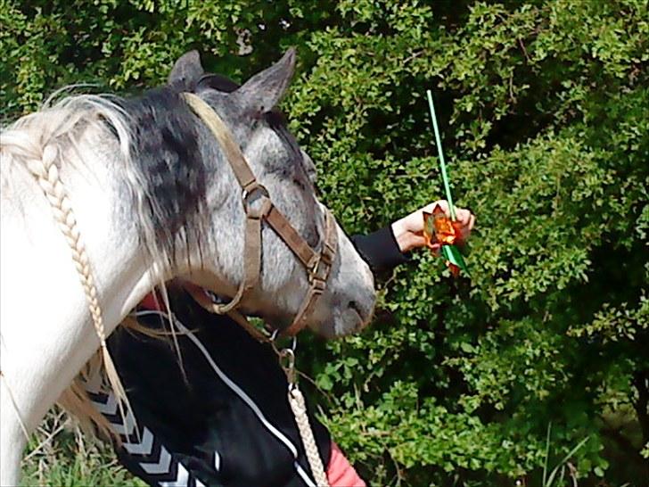Anden særlig race White Smokey Cowboy - ´´hvad er det du har i hånden ? ´´ :p billede 11