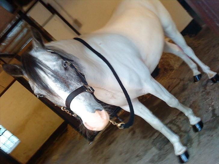 Anden særlig race White Smokey Cowboy - Til fynsmesterskab 2010 :D <3 billede 12