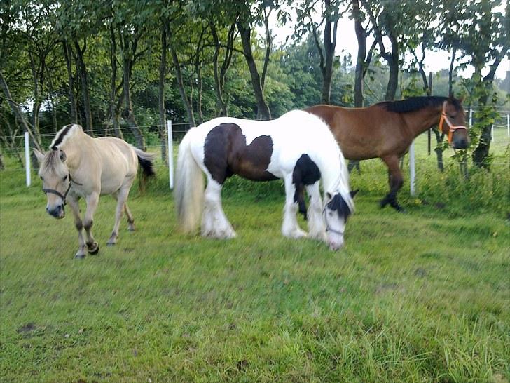 Irish Cob Willie McLeod - Nyvasket, smukke dreng.. billede 9