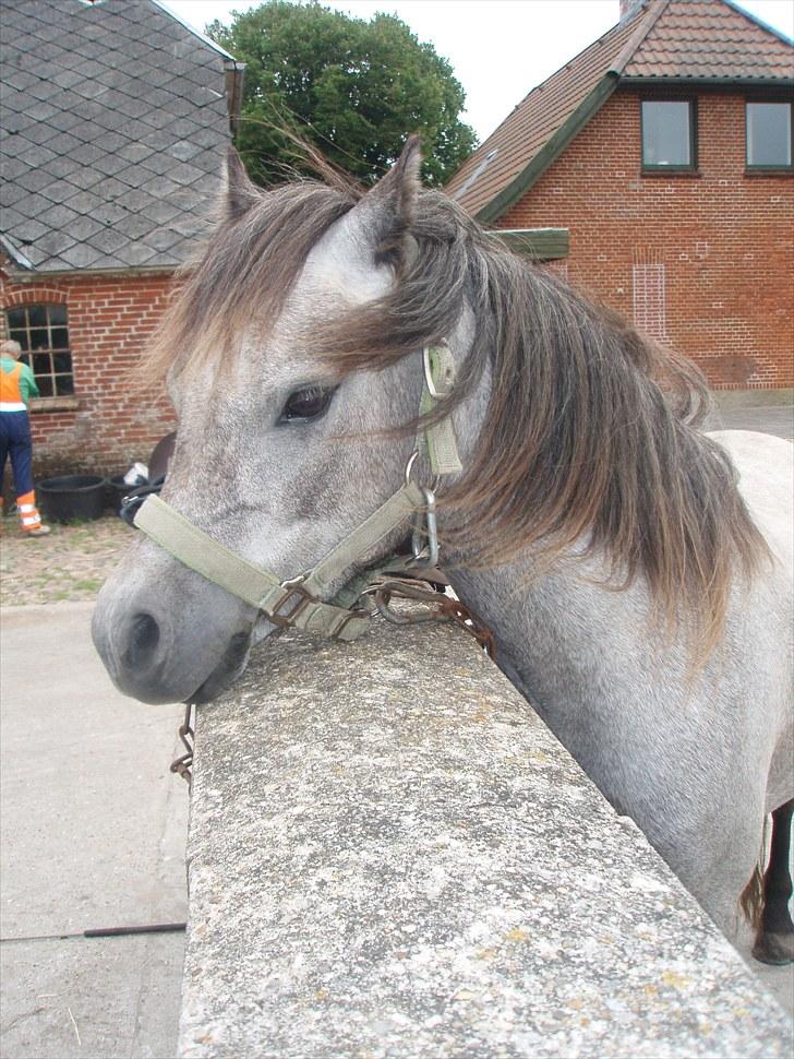 Welsh Mountain (sec A) Silver/Bandit billede 3