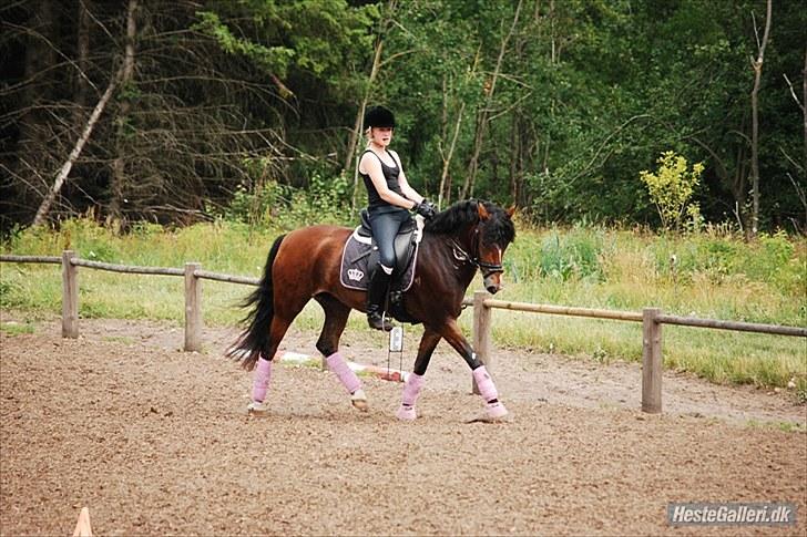 New Forest Majgårdens Apricot *Cody* - Hos Landstræneren :) billede 5