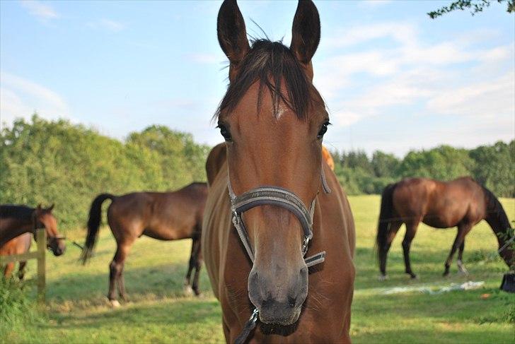 Trakehner Nemo - 1. Nemo - August 2010 - en slank model billede 4
