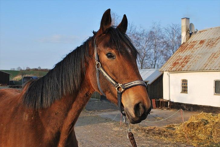 Trakehner Nemo - 4. Nemo - April 2010 - lidt baby grim, men MEGET SØD ! :) billede 7