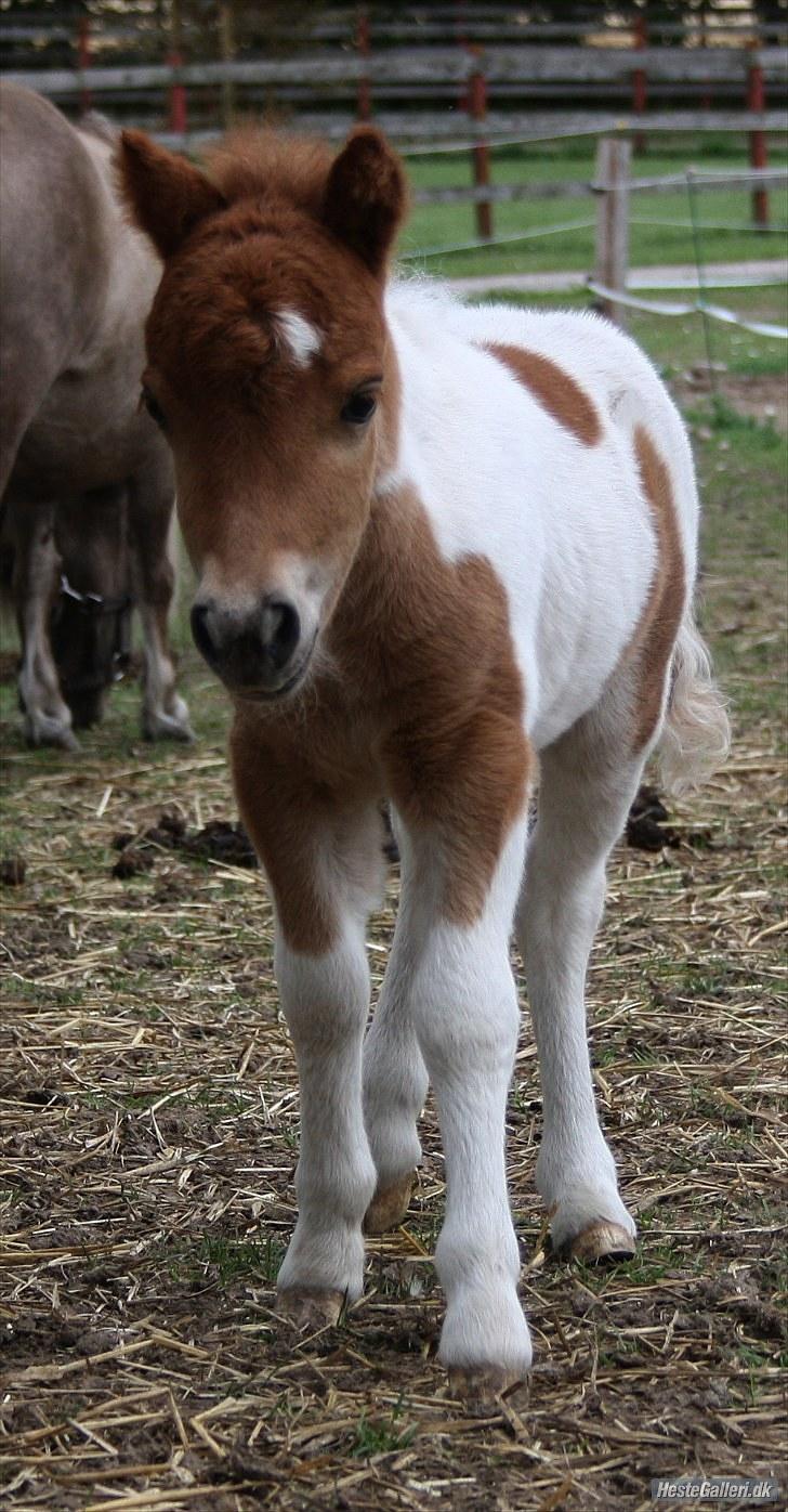 Shetlænder Twilight (Solgt)  - Jeg er nuttet er jeg ikke billede 12