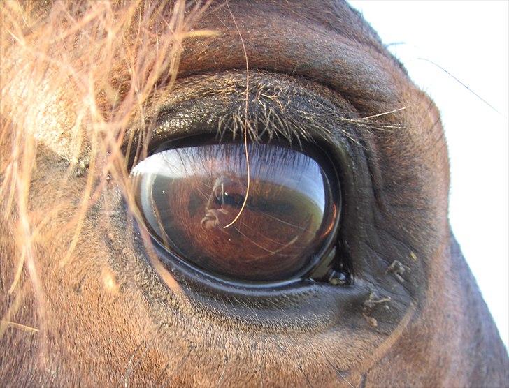 Anden særlig race Sheik  - you take me away.<3 billede 1