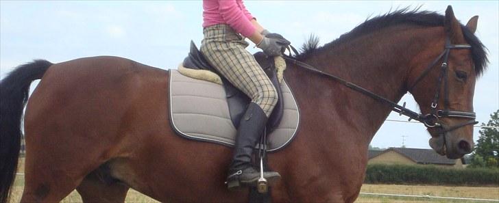 Anden særlig race Sheik  - you make me fly billede 2