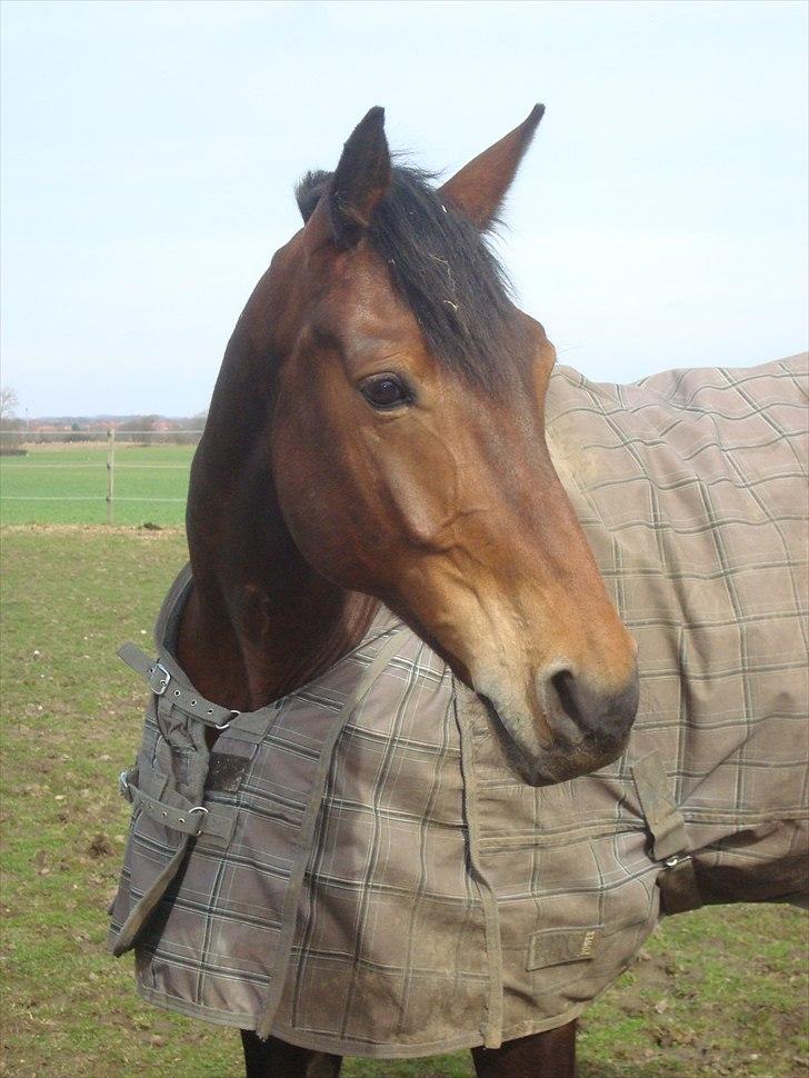 Anden særlig race Sheik  - i love you baby.<3 billede 3