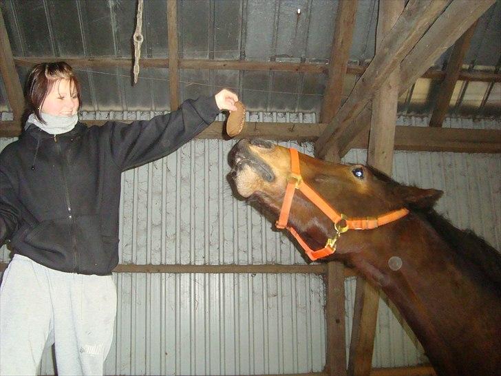 Anden særlig race Sheik  billede 4