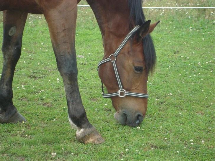 Anden særlig race Sheik  billede 6