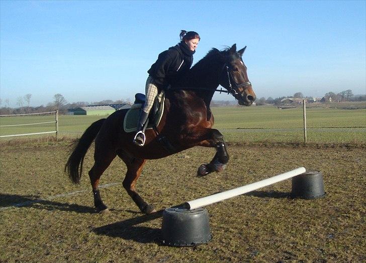 Anden særlig race Sheik  billede 7