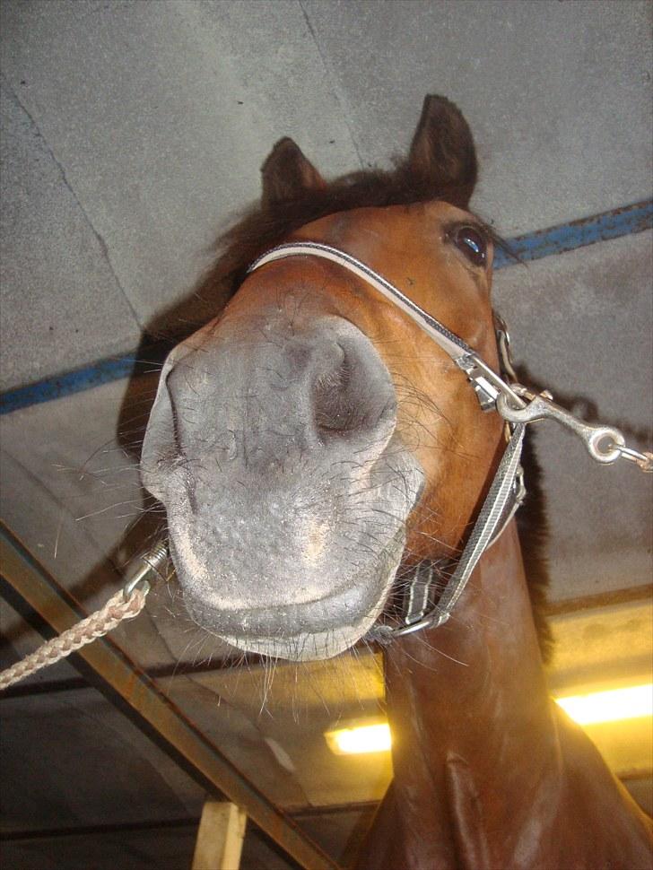 Anden særlig race Sheik  billede 8