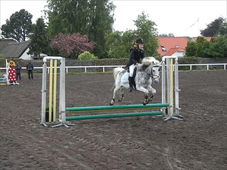 Welsh Cob (sec D) Edens Samson billede 1