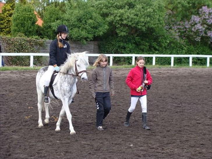 Welsh Cob (sec D) Edens Samson billede 2