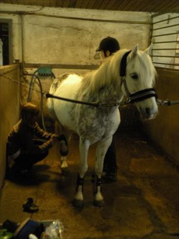 Welsh Cob (sec D) Edens Samson billede 3