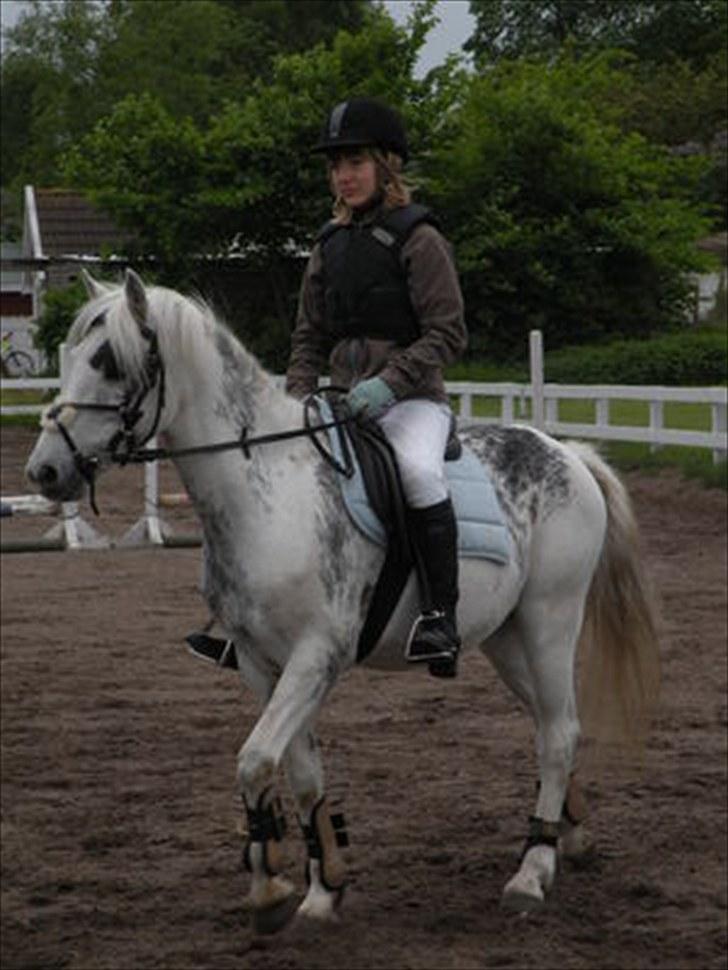 Welsh Cob (sec D) Edens Samson billede 4