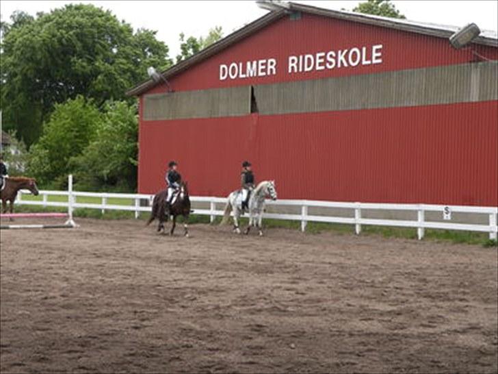 Welsh Cob (sec D) Edens Samson billede 5