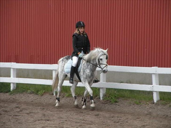 Welsh Cob (sec D) Edens Samson billede 6