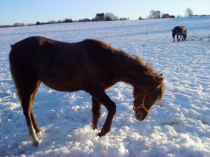 Arabisk fuldblod (OX) Bjerregaarden's Khalid Wasim - I LOVE YOU BBE billede 14