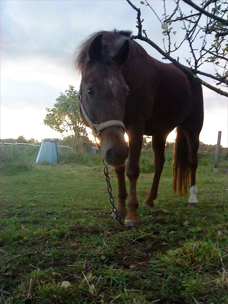 New Forest Elmholts L'amour - tit tit :D billede 13