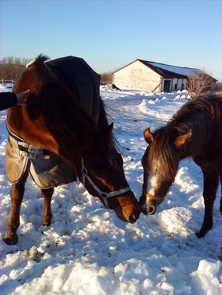 New Forest Elmholts L'amour - møs møs billede 14