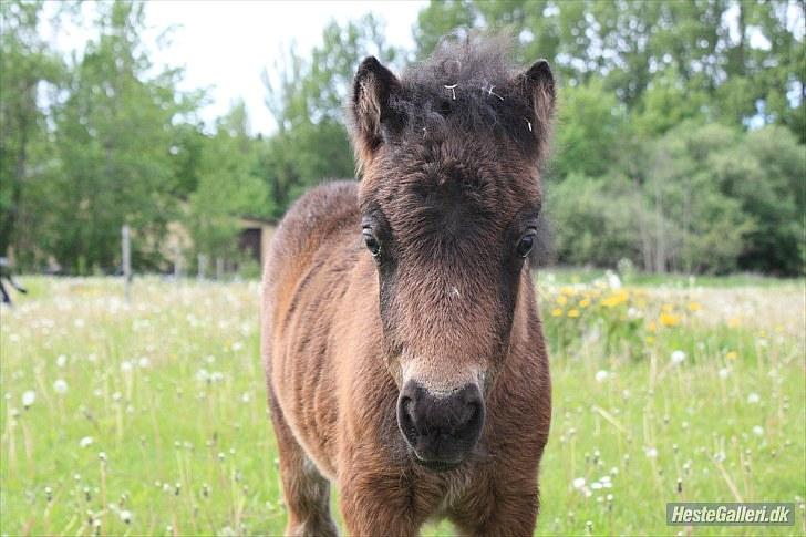 Shetlænder Østervangs Melissa M. - halløj :D billede 2