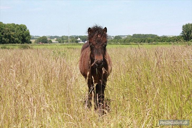 Shetlænder Østervangs Melissa M. billede 3
