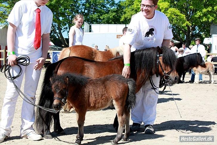 Shetlænder Østervangs Melissa M. - Roskilde dyrskue 2010 :D  billede 4