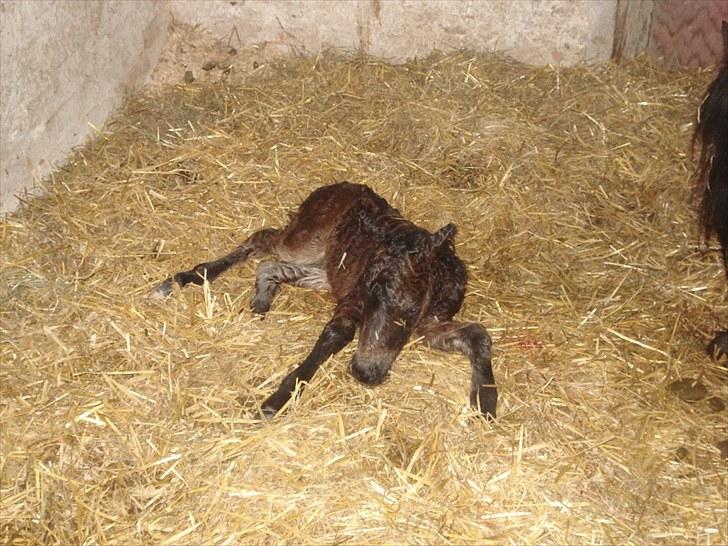 Shetlænder Østervangs Melissa M. - og så prøver man at komme op og stå .. det tog sin tid xD  billede 8