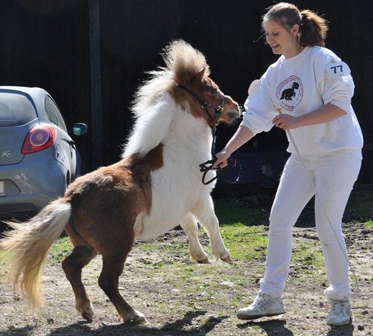 Shetlænder østervangs a'vera m. ***SOLGT*** - som 1års på dorthealyst, april 2011.. hun var lidt hidsig ;) billede 1