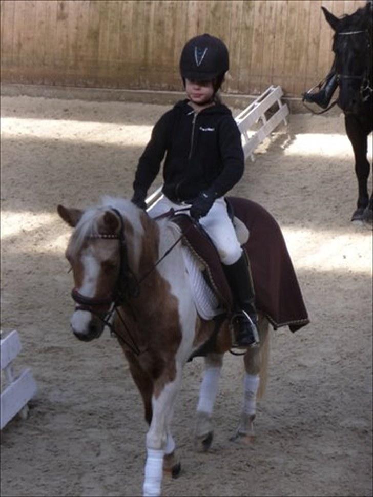 Pinto  Maggie Aflivet *R.I.P* - MIN MAGGIE billede 9