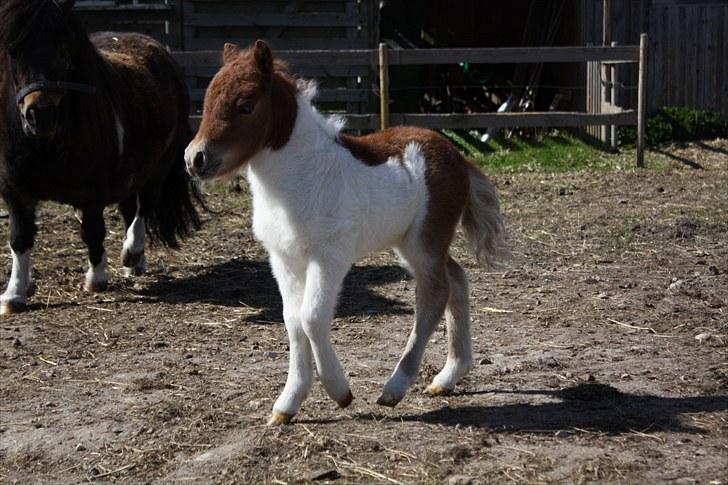 Shetlænder østervangs a'vera m. ***SOLGT*** billede 3