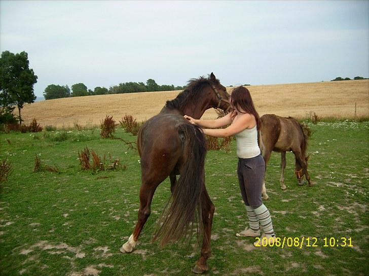 New Forest Elmholts L'amour - lidt til venste  billede 15