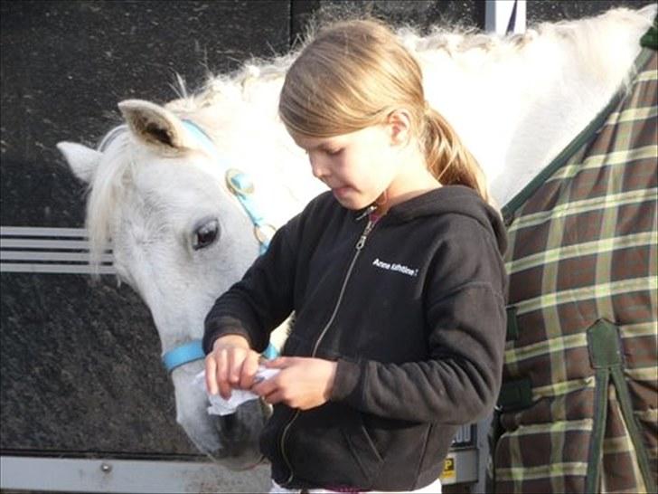 Welsh Pony (sec B) Korreborgs Figaro - Jeg vil have noget af det der!! billede 3