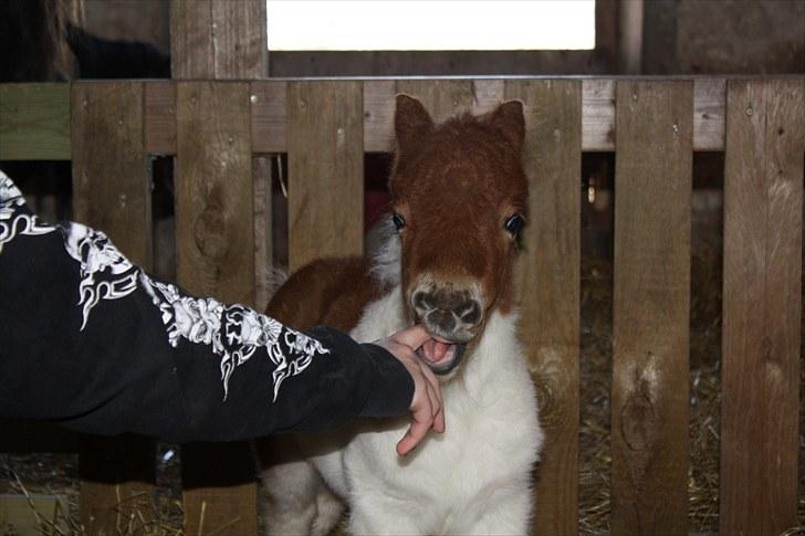 Shetlænder østervangs a'vera m. ***SOLGT*** billede 10