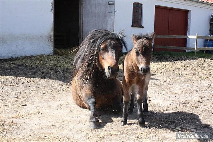 Shetlænder Østervangs Melissa M. billede 11