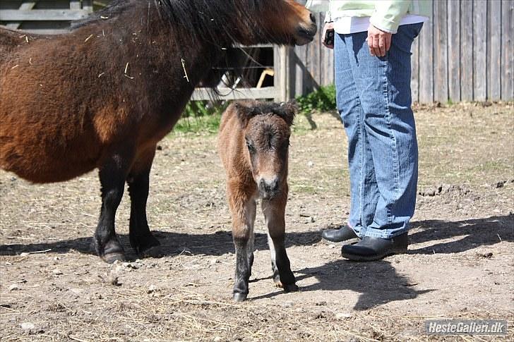 Shetlænder Østervangs Melissa M. billede 12