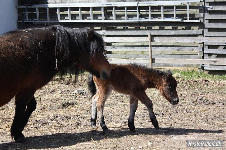 Shetlænder Østervangs Melissa M. billede 13