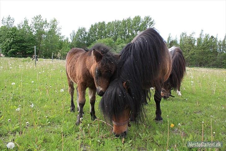 Shetlænder Østervangs Melissa M. billede 15