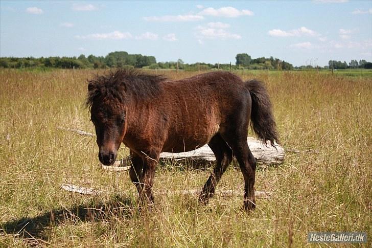 Shetlænder Østervangs Melissa M. billede 16