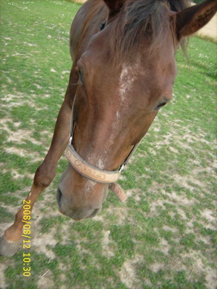 New Forest Elmholts L'amour - dav billede 16